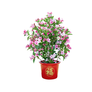 五彩锦带树苗状元树耐寒盆栽庭院绿化南北种植绿植四季高杆棒棒糖