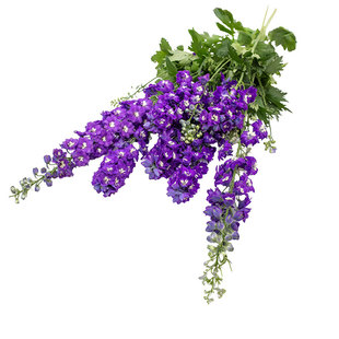 进口大花飞燕草种子神秘之水深蓝白芯魔法喷泉宿根多年生盆栽秋播