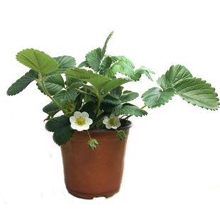 草莓苗带花带果盆栽带土丹东奶油甜宝章姬久香草莓秧苗四季种子籽