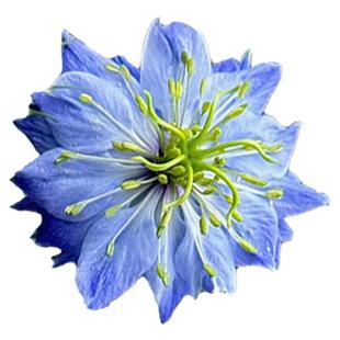 虹越萌吖吖黑种草月见草桔梗秋播花种子阳台庭院群开花境花卉种籽