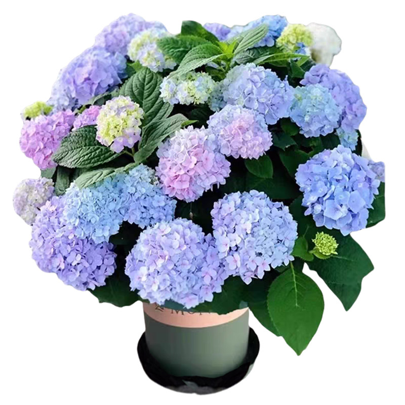 绣球花苗无尽夏四季绣球花盆栽庭院开花好养的花卉植物室内花