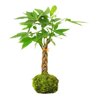 发财树苔藓球常青室内好养植物