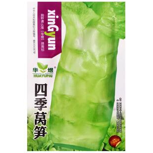 四季香莴笋种子青皮绿肉莴苣春秋阳台盆栽农家作物庭院疏蔬菜种籽