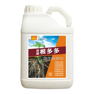 大姜生根剂生姜专用根多多生根壮苗剂生姜苗微生物菌剂水溶肥肥料