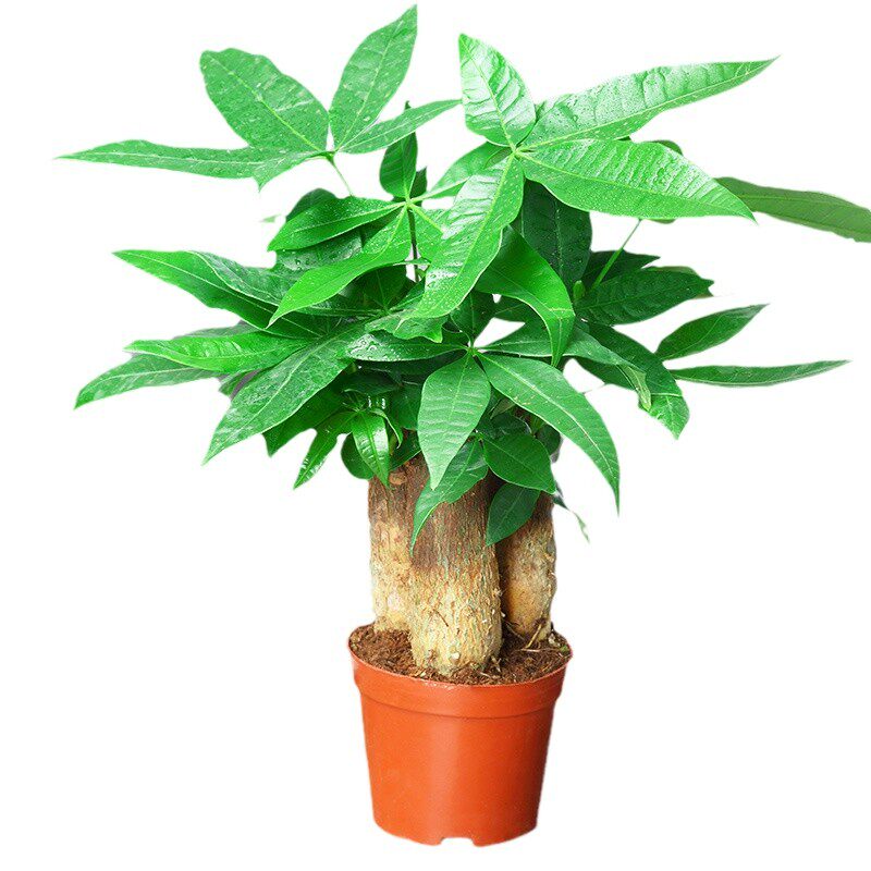 水培发财树小盆栽植物办公室内三杆原生招财好养盆景花卉绿植摆件