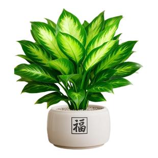 万年青绿植室内盆栽玛丽安办公室桌面懒人好养活植物摆件四季常青