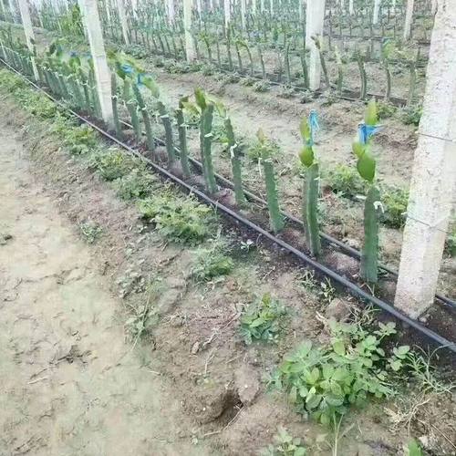 贴片式滴灌带农业大棚蔬菜贴片管均匀灌溉节水滴灌滴灌双孔单孔带