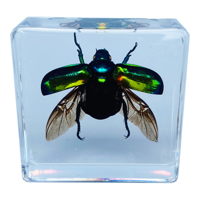 千千谷真实昆虫标本安全环保