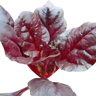 叶甜菜种子春季秋季牛皮菜红叶甜菜厚皮菜四季播蔬菜种孑冬季种籽