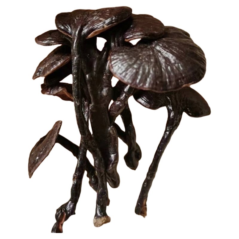 野生灵芝竹灵芝整朵干货煲汤煮茶