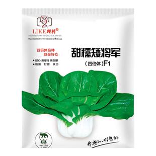 小白菜种子南京矮脚黄菜籽矮脚白菜种籽矮脚奶白菜种子籽理想农业
