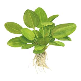 艾伦水草造景中景水草辣椒榕小榕水榕皇冠细叶铁叉叶铁黑木蕨椒草