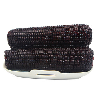 水果玉米种孑彩色高产杂交黏黑蔬菜种子牛奶甜四季甜糯玉米种籽