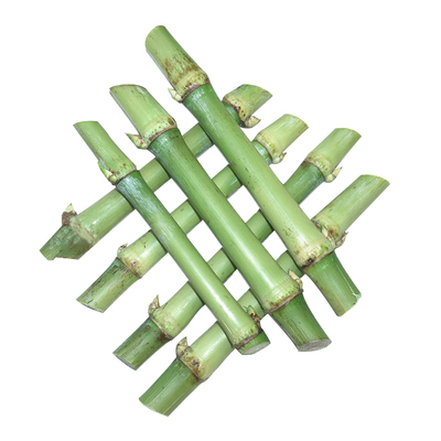 新型皇竹草甜象3号耐寒四季