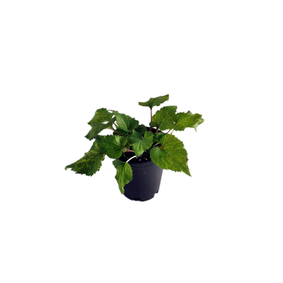 花苗紫斑鲁虹风铃草宿根花园四季