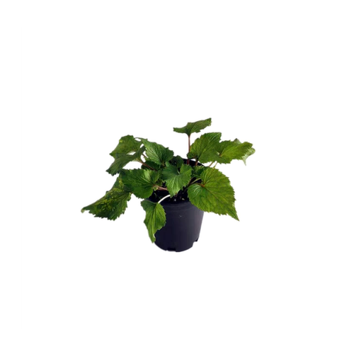 耐寒宿根 风铃草 花苗 紫斑卢布 红衣 萨拉斯托 【鲁虹园艺】