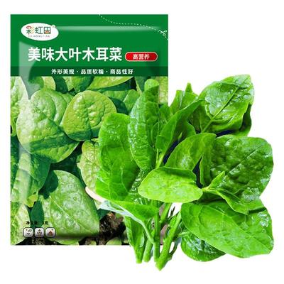 肥厚大叶木耳菜种子四季