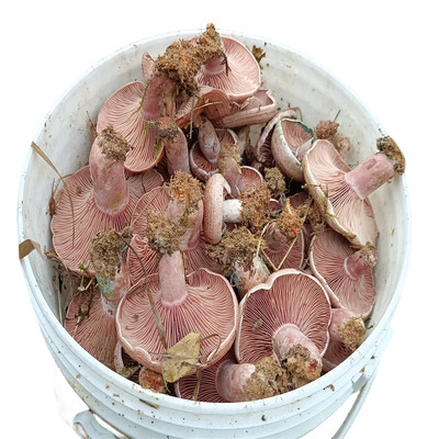 现货新鲜野生乌枞菌枞树菌三九菇