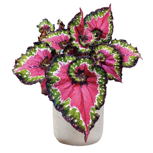 ins 网红观叶蟆叶秋海棠盆栽开花卉新奇植物室内客厅阳台桌面好养