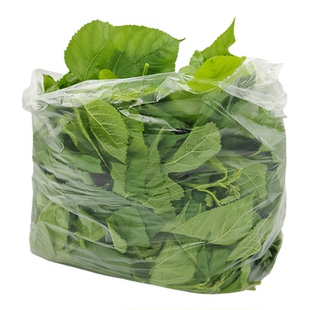 新鲜桑叶嫩叶蚕宝宝食物当天现摘宝宝蚕粮