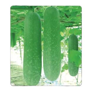 绿宝一号青皮冬瓜种子大冬瓜种籽盆栽蔬菜春季夏季四季籽种采架