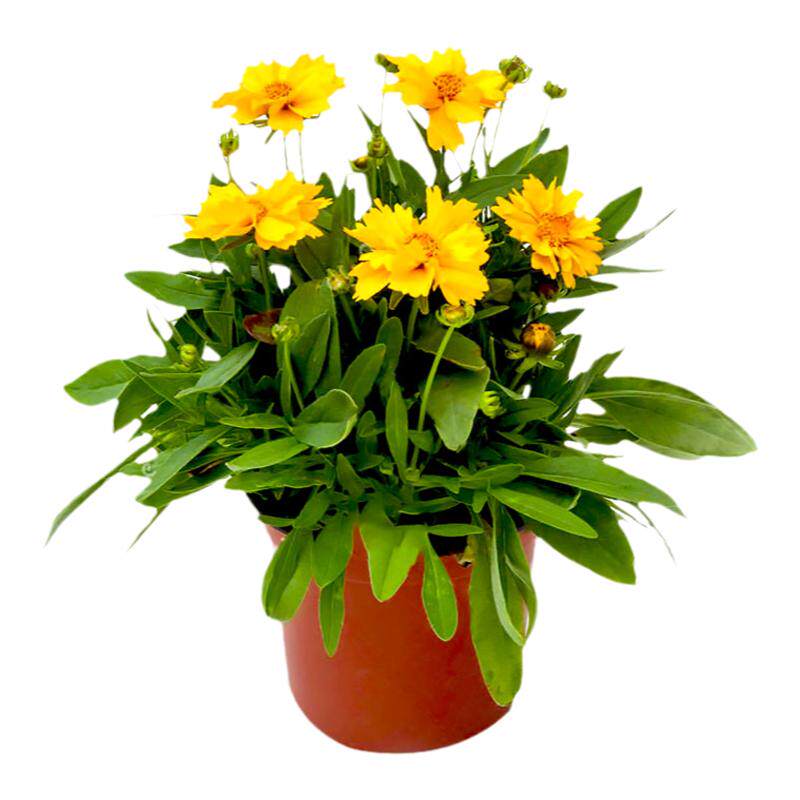 花种子多年生金黄色木春菊