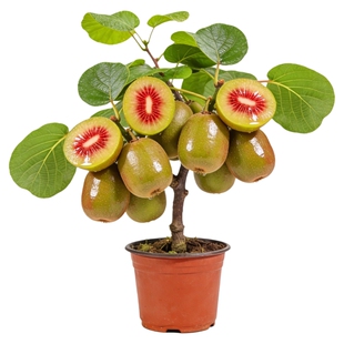 红心猕猴桃树果苗嫁接徐香软枣盆栽地栽雌雄同体南北种植当年结果