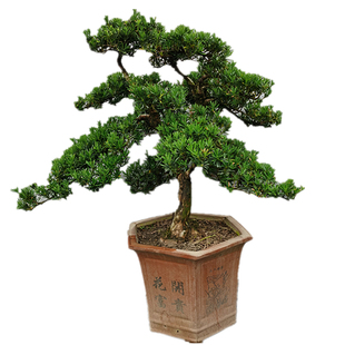 迎客松盆景真树盆景一物一拍大型植物室外老桩绿植盆栽雀舌罗汉松