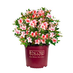 虹越大花高山杜鹃花盆栽大苗屋久岛阳台庭院多年生耐寒老桩年宵花