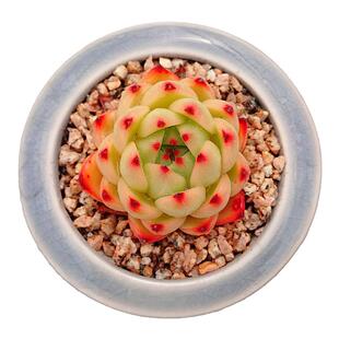 【一物一拍】月亮石 单头群生多肉植物办公室阳台窗台小盆栽绿植