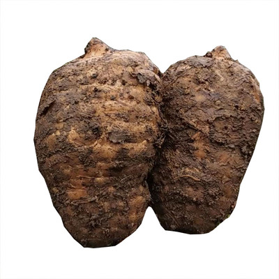 新鲜天麻小草坝现挖云南昭通