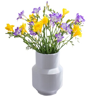 香雪兰鲜花云南基地直发水养插花小苍兰鲜切花带花苞发货顺丰包邮