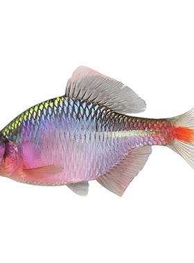 渔印记原生高体鳑鲏鱼观赏鱼溪流