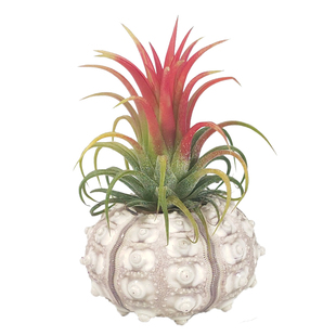 空气凤梨海胆壳套餐包邮老人须 松萝绿植 吊挂植物 净化空气吊兰