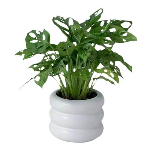 洞洞芋龟背竹盆栽开背室内桌面绿植客厅吸甲醛耐旱观叶植物易养活