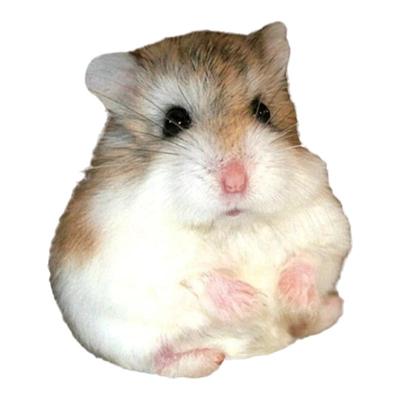 检疫三线银狐小宠送零食仓鼠活物