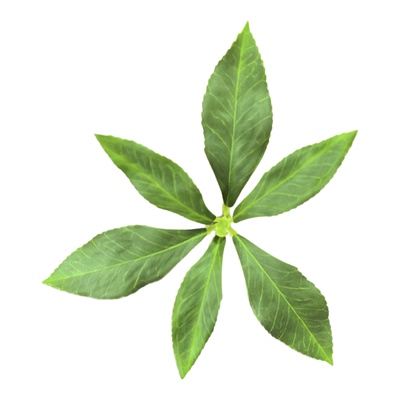 仿真马醉木叶子单片绿叶