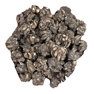 甘肃纯野生猫爪草天然尖小爪正品干新货无硫特级猫爪草250g茶