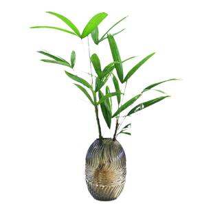 水培金山棕竹室内桌面盆栽花卉盆景带根子老桩比马醉木吊钟还好养