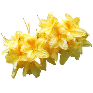 虹越大花高山杜鹃花盆栽小鲑鱼屋久岛阳台花园玉瓷耐寒多年生老桩