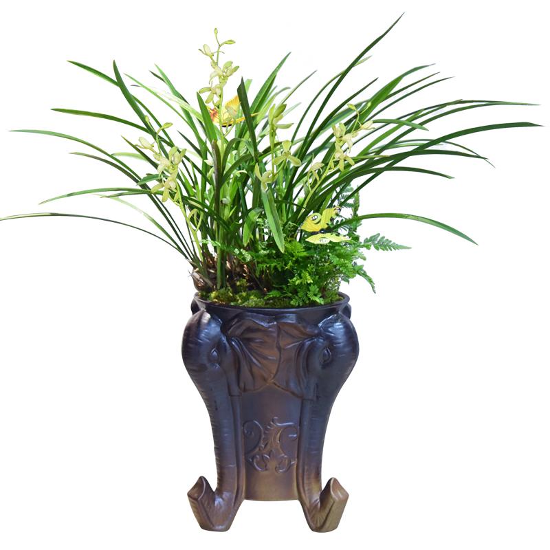 兰花盆栽建兰铁骨素兰花室内植物花卉四季常青办公室观赏国兰盆景