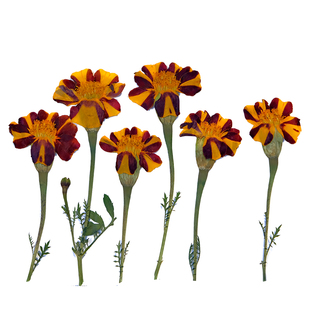 万寿菊孔雀草干花diy材料压花相框带枝黄色礼物标本滴胶手工押花