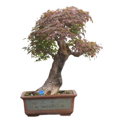 三角枫大型盆景庭院别墅摆放