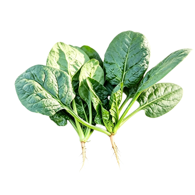 趴地菠菜种子黑园叶菠菜种籽生长速度快耐寒高产越冬蔬菜种子大全