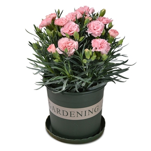 重瓣康乃馨花种子观花植物室外室内花庭院花籽易种活宿根耐寒花卉