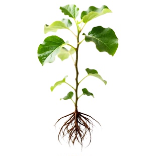 正宗红心猕猴桃树果苗当年结果四川徐香猕猴桃苗爬藤果树果苗大全