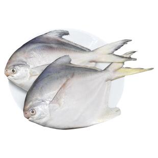 青岛鲳鱼新鲜冷冻3斤超大银鲳鱼特大鲜活冰鲜晶鱼白鲳鱼平鱼仓鱼