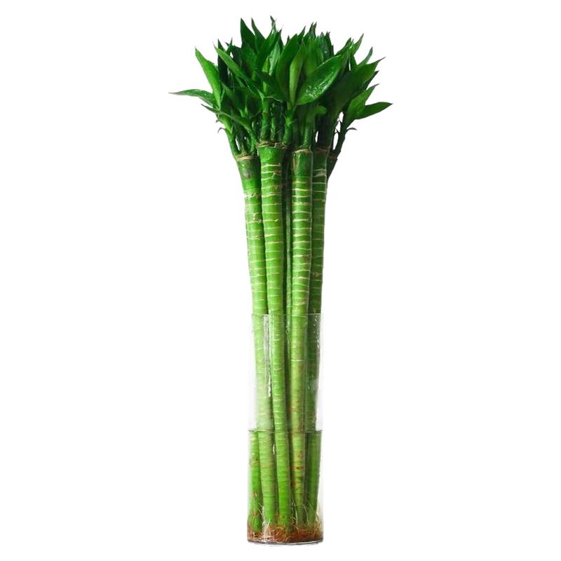 龙竹水培带根文昌竹富贵竹植物客厅招财竹室内水养绿植盆栽观音竹