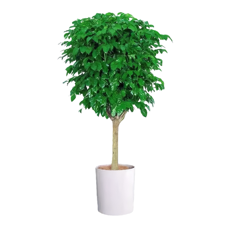 发财树大型绿植盆栽送货上门