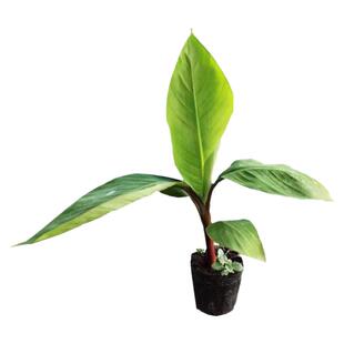 红美人香蕉树苗红香蕉苗当年结果蜜甜纯香南北方庭院盆栽地栽带土